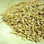 Fennel