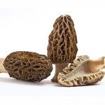Morels (Gucchi)