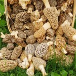 Morel Mushrooms